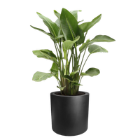 pure cilinder wheels 40 black